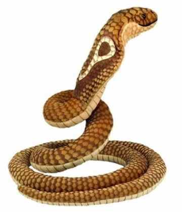 Bauer Heinrich 14045 – Cobra 70 cm