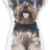 Dekokissen Hund Yorkshire Terrier, Zierkissen mit Motivdruck ca. 64 cm -